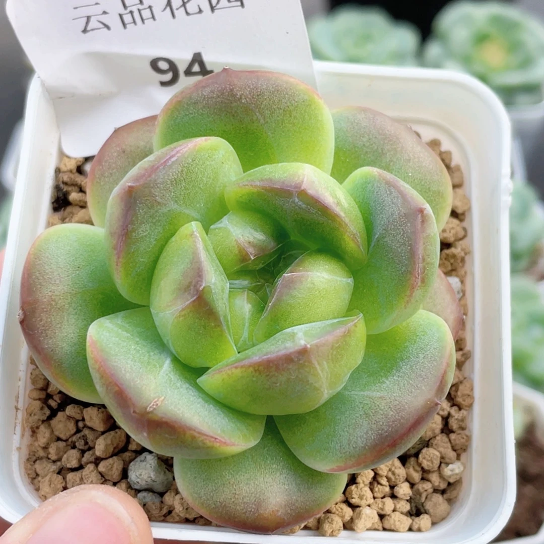 94号糖心冰心珍妮 青柠檬