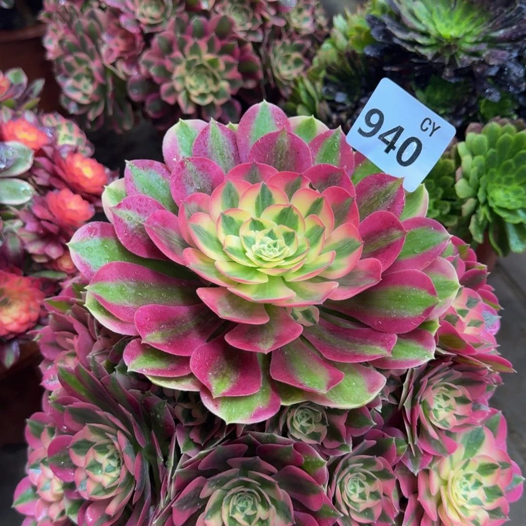多肉植物940粉女巫