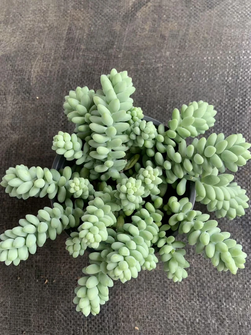 彩虹玉坠多肉植物带盆土室内好养绿植可净化空气