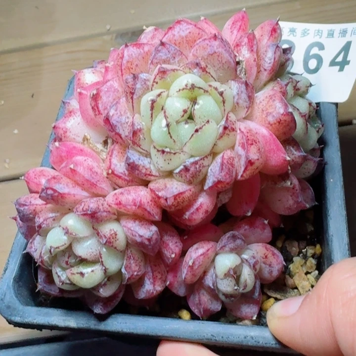 赤水晶         精控精养多肉植物