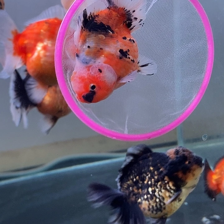 海水鱼精品泰狮系列