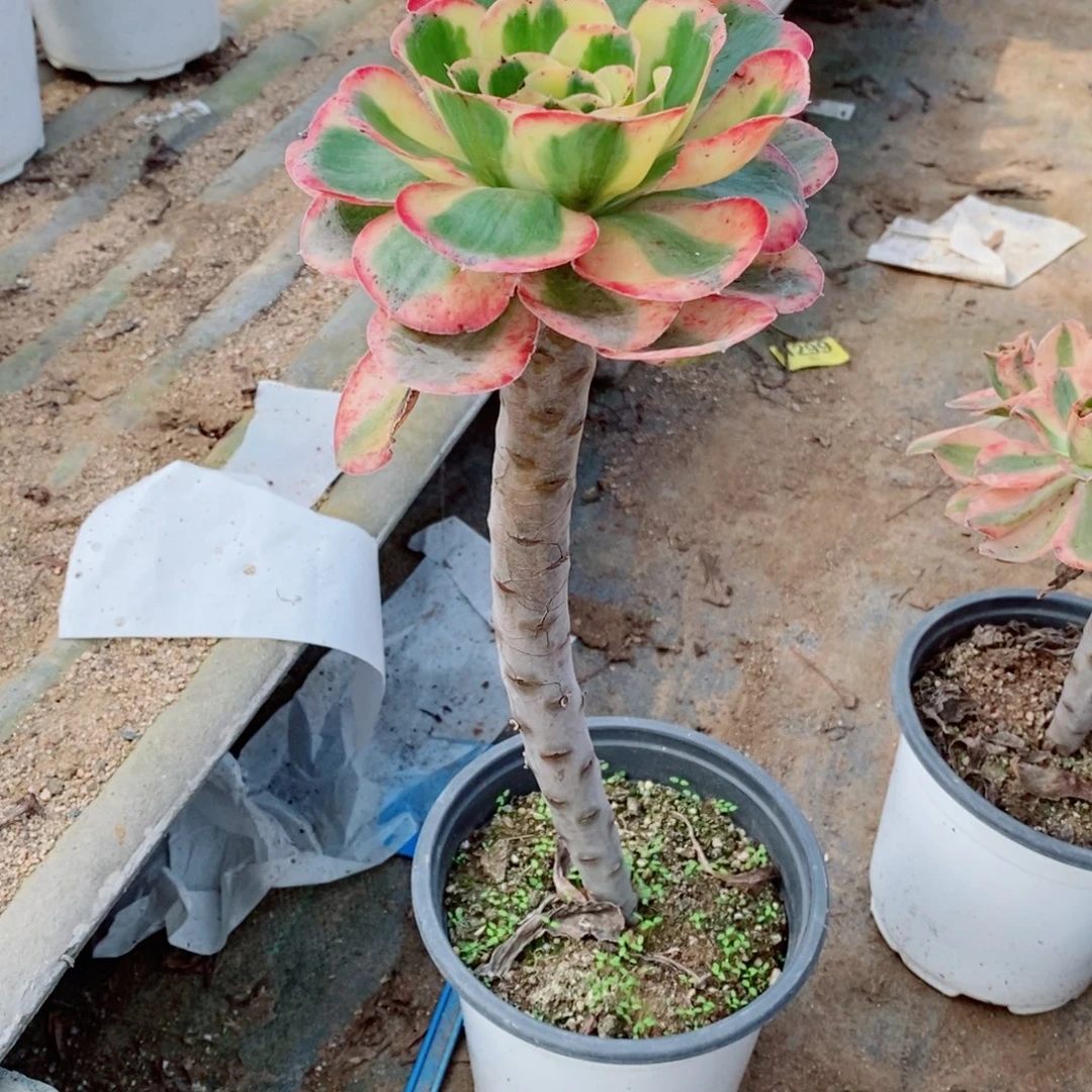 燕姿锦多肉法师3807