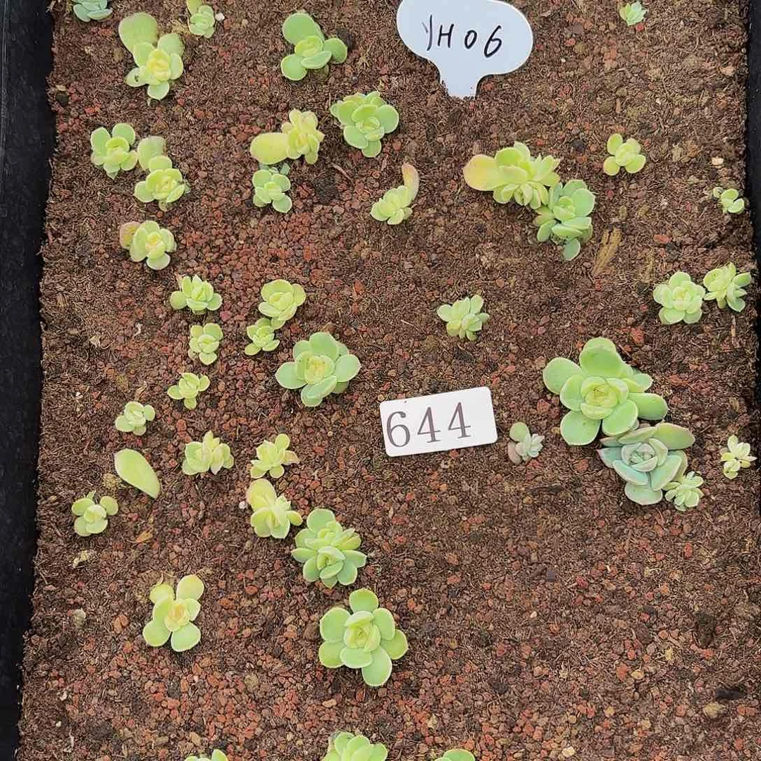 多肉植物多肉植物644