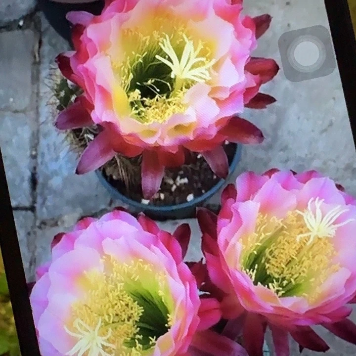 茉莉带根高12公分毛花柱开花带香味