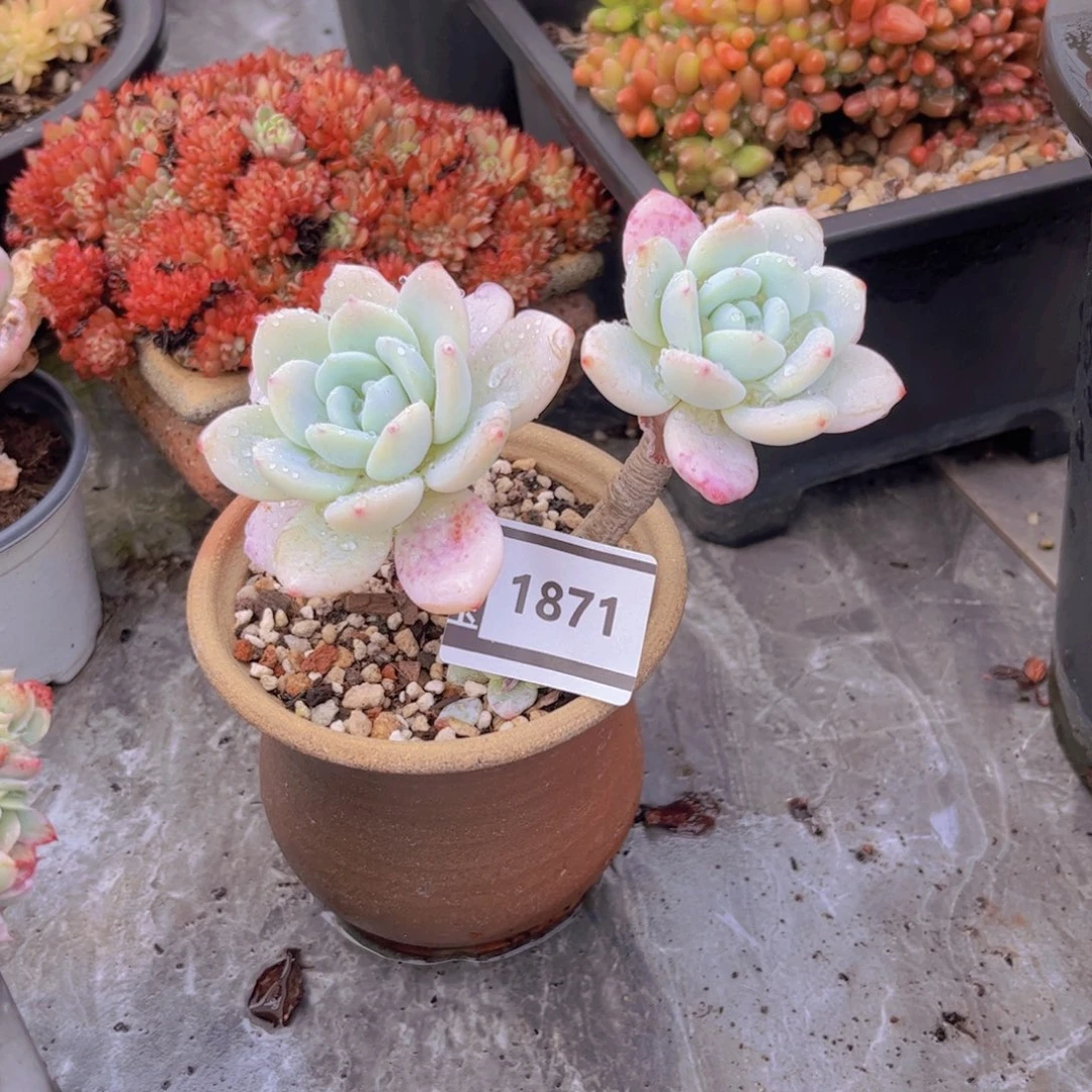 冷香多肉植物1871