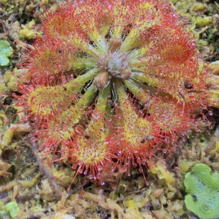 粉洛丽王炸一颗福利