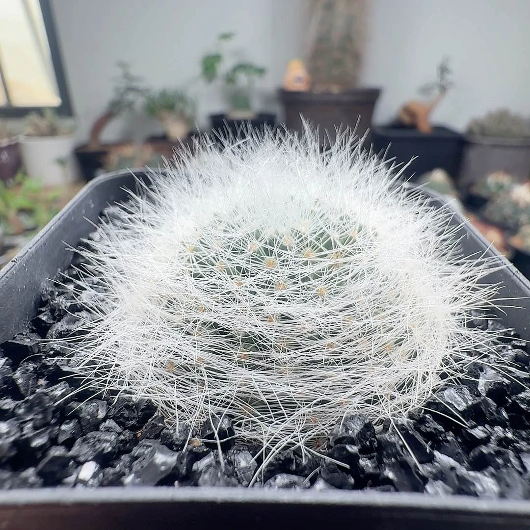 实生淡雪丸脱土发货