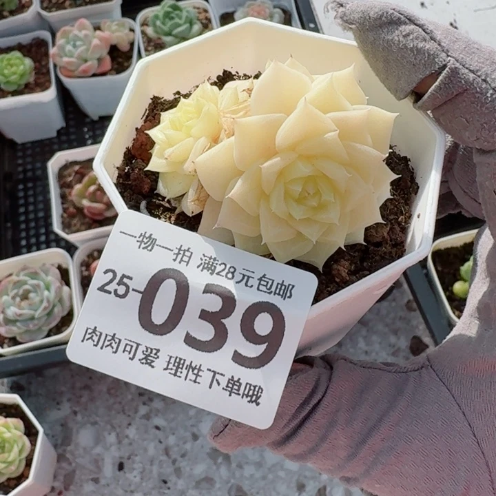 白天鹅无盆土发货无盆土发货