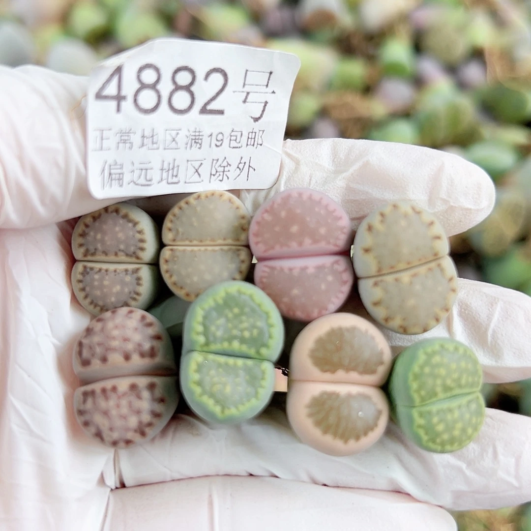 4882四年彩饼干12个1.5cm左右