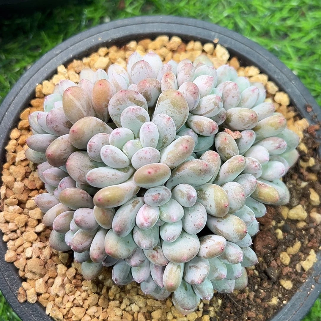 1028170 香香雪美人群生12头