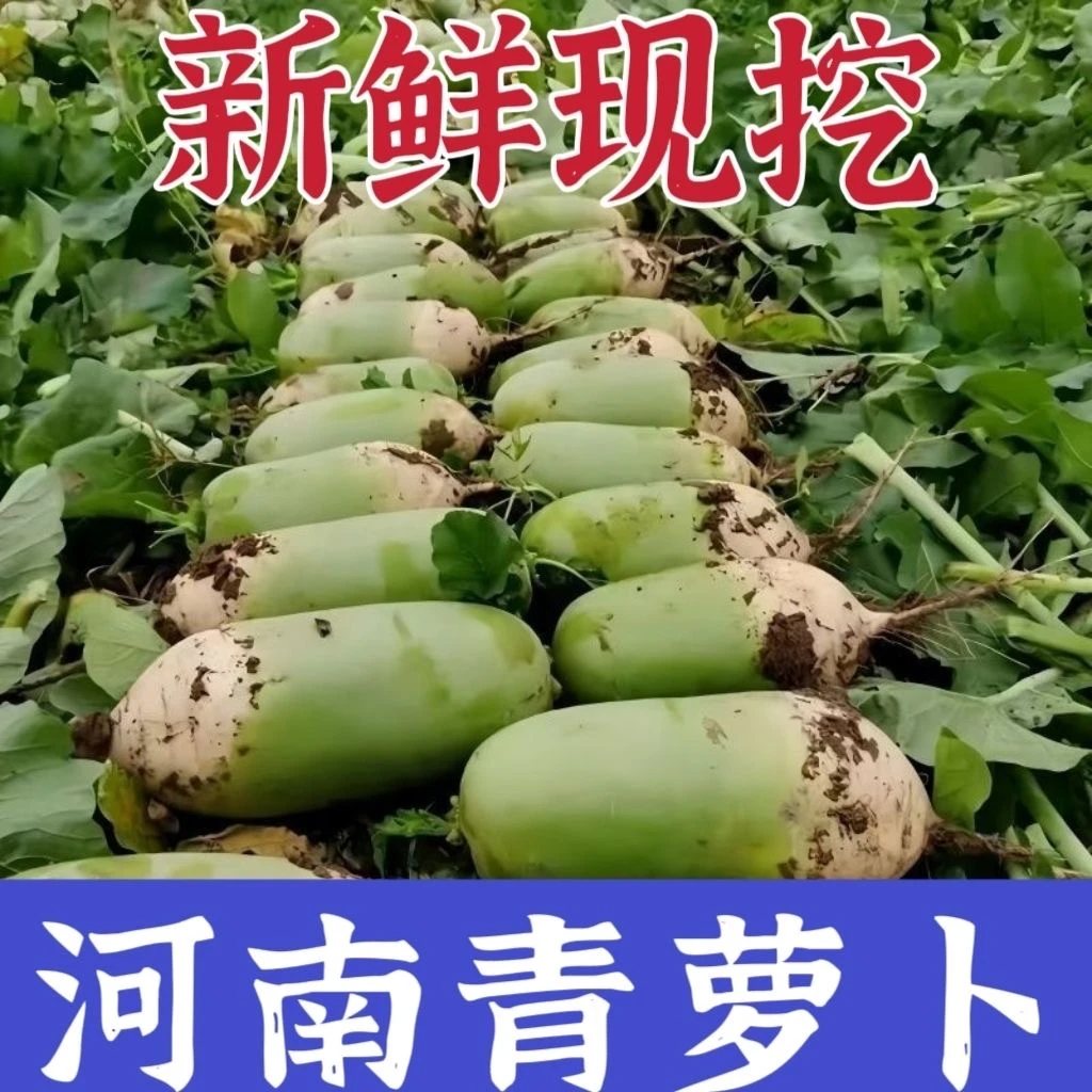 露天种植新鲜青萝卜河南现拔现发微辣口感农家自种地头直达