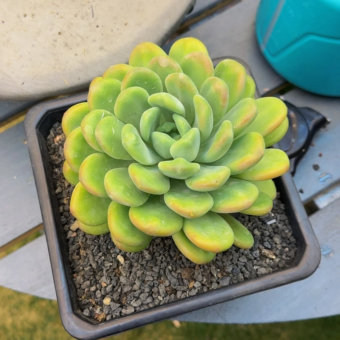 库克一颗母本竞拍