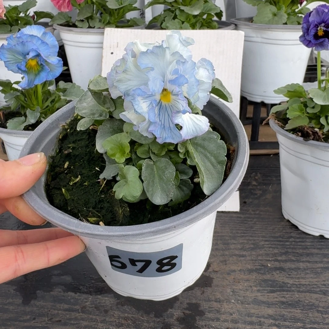 全部花朵678号青汁