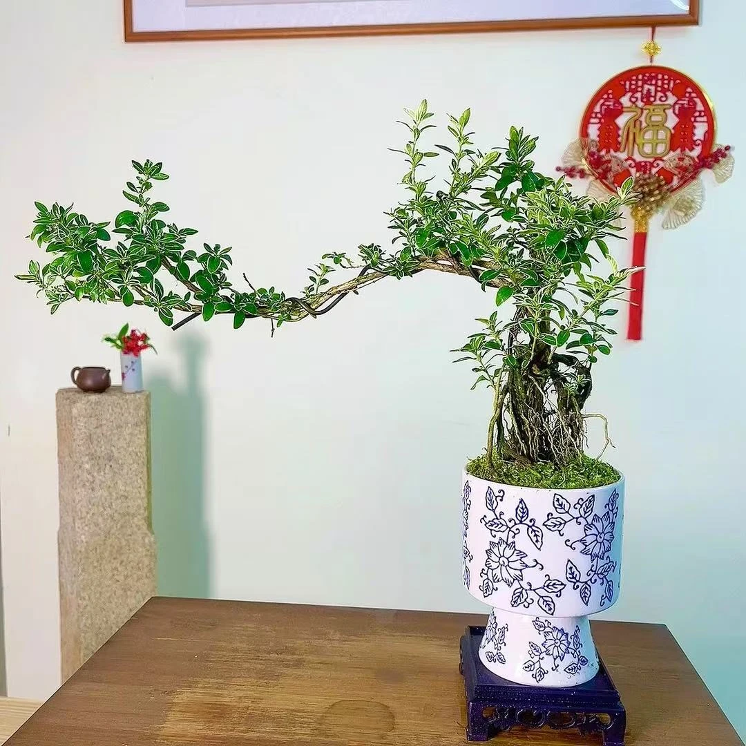 青花瓷|飘枝六月雪盆栽室内阳台办公室桌面微型花卉好养易活绿植