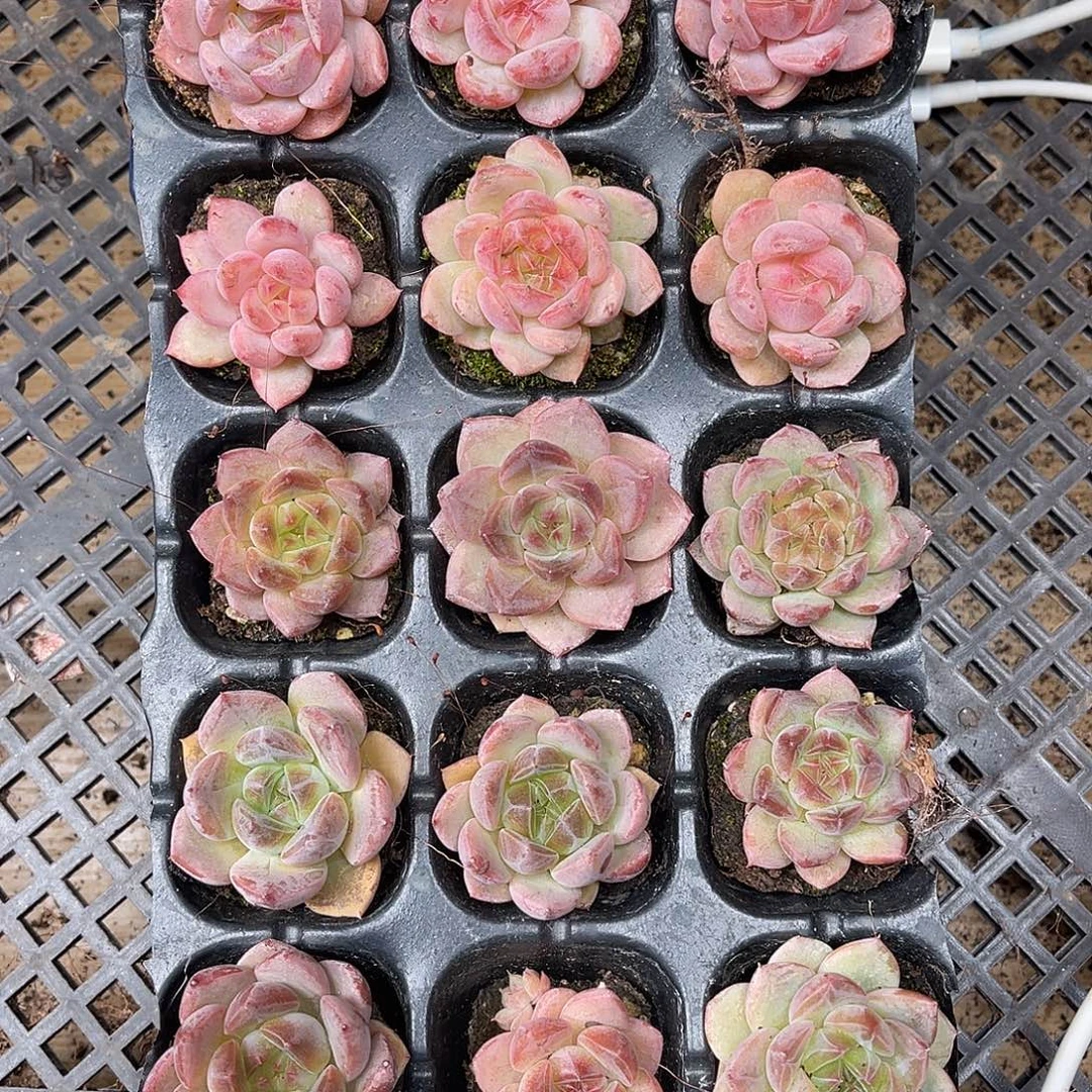 i***.多肉一物一拍19-91