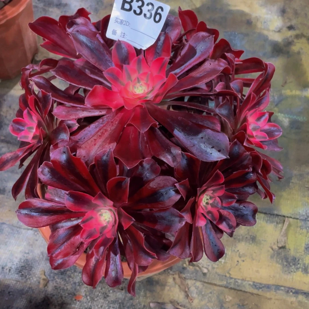 木***火336美杜莎11111多肉