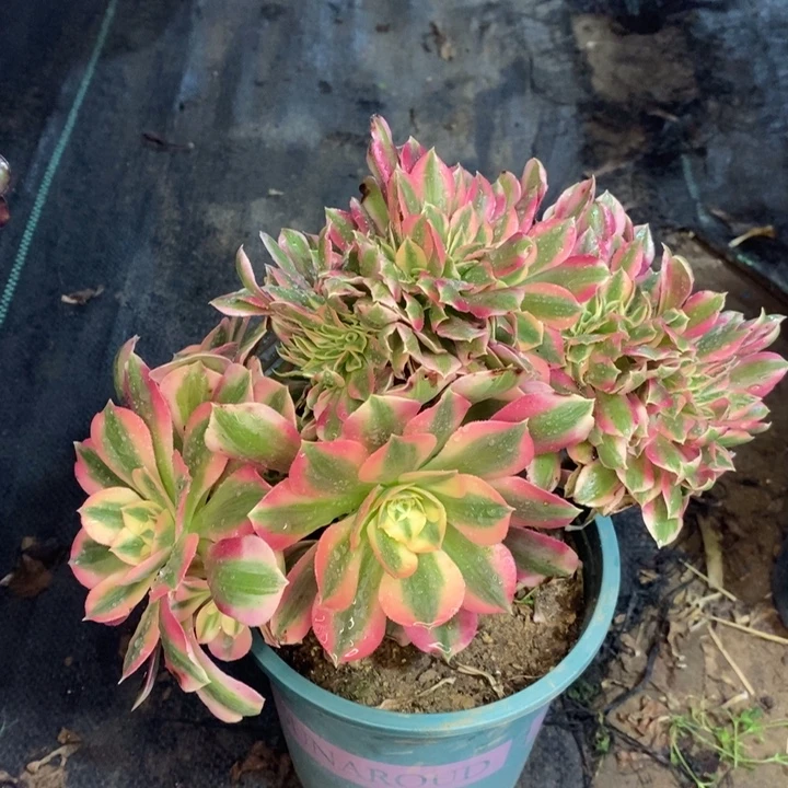 粉女巫缀多肉植物47