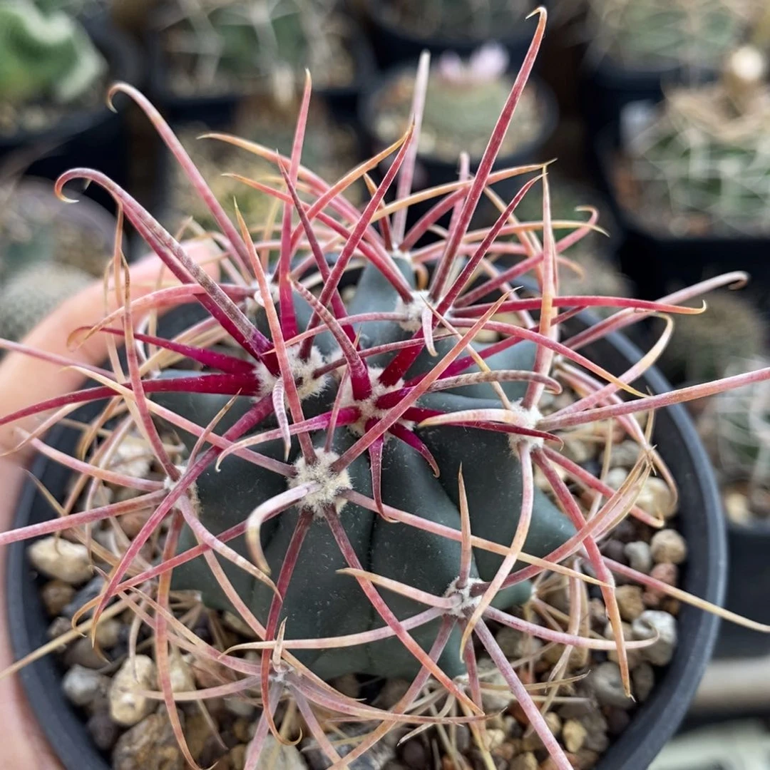 琥头植播园艺优选