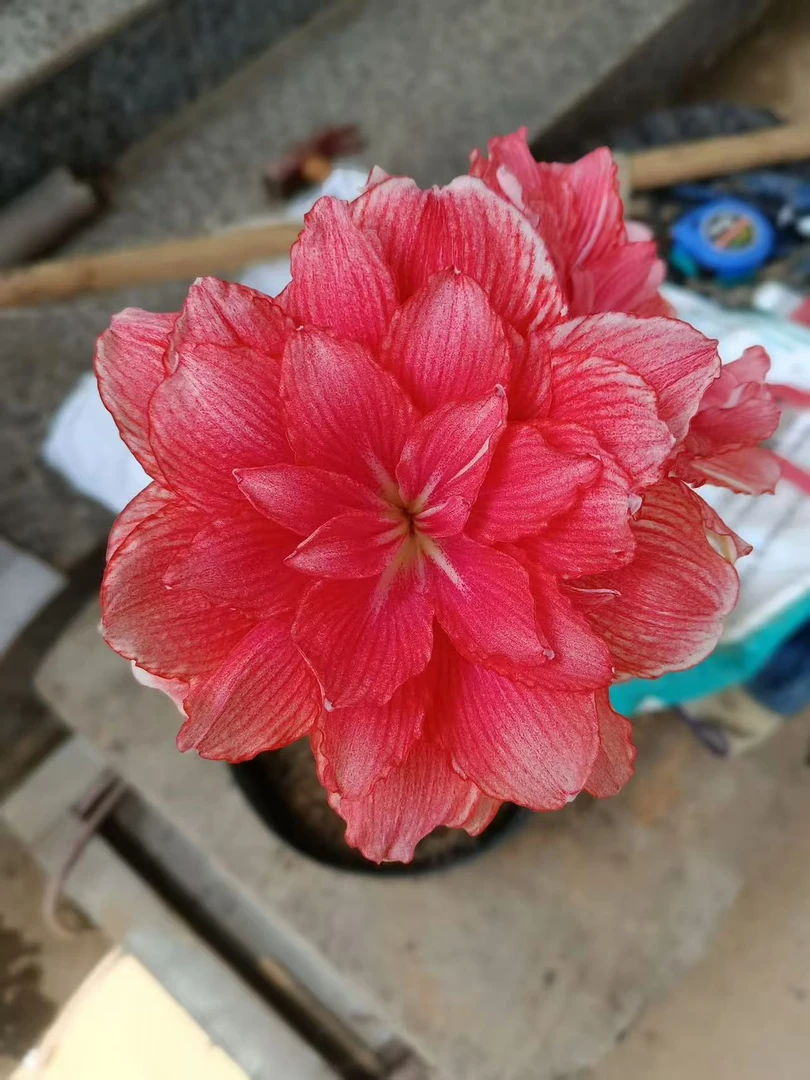 S孤挺花园 14/4-14（DT育种）裸球