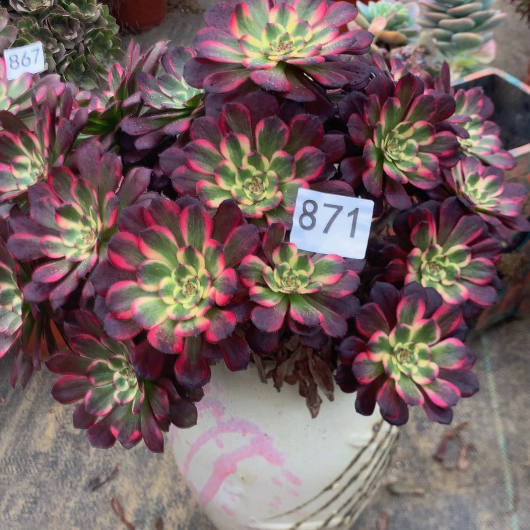 千*雪871黑金刚多肉植物