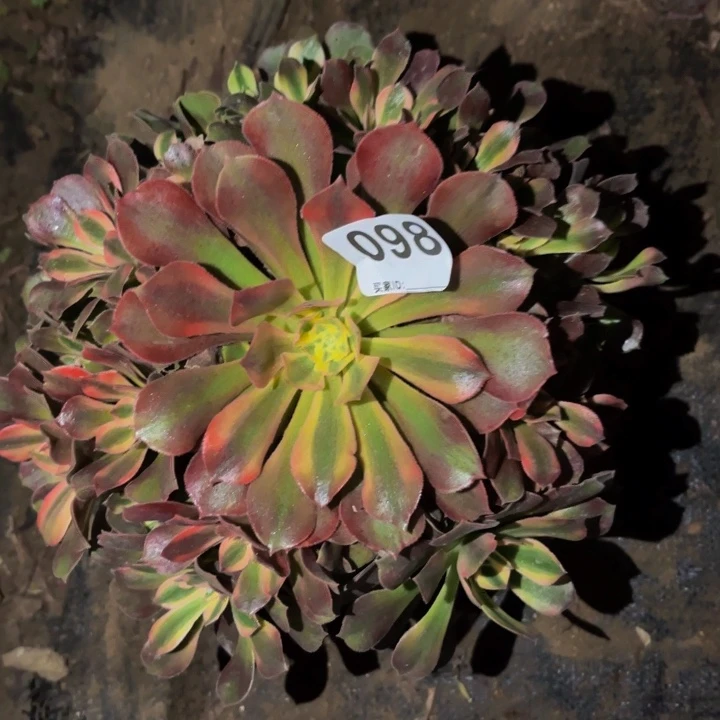 099红牡丹多肉植物不售后