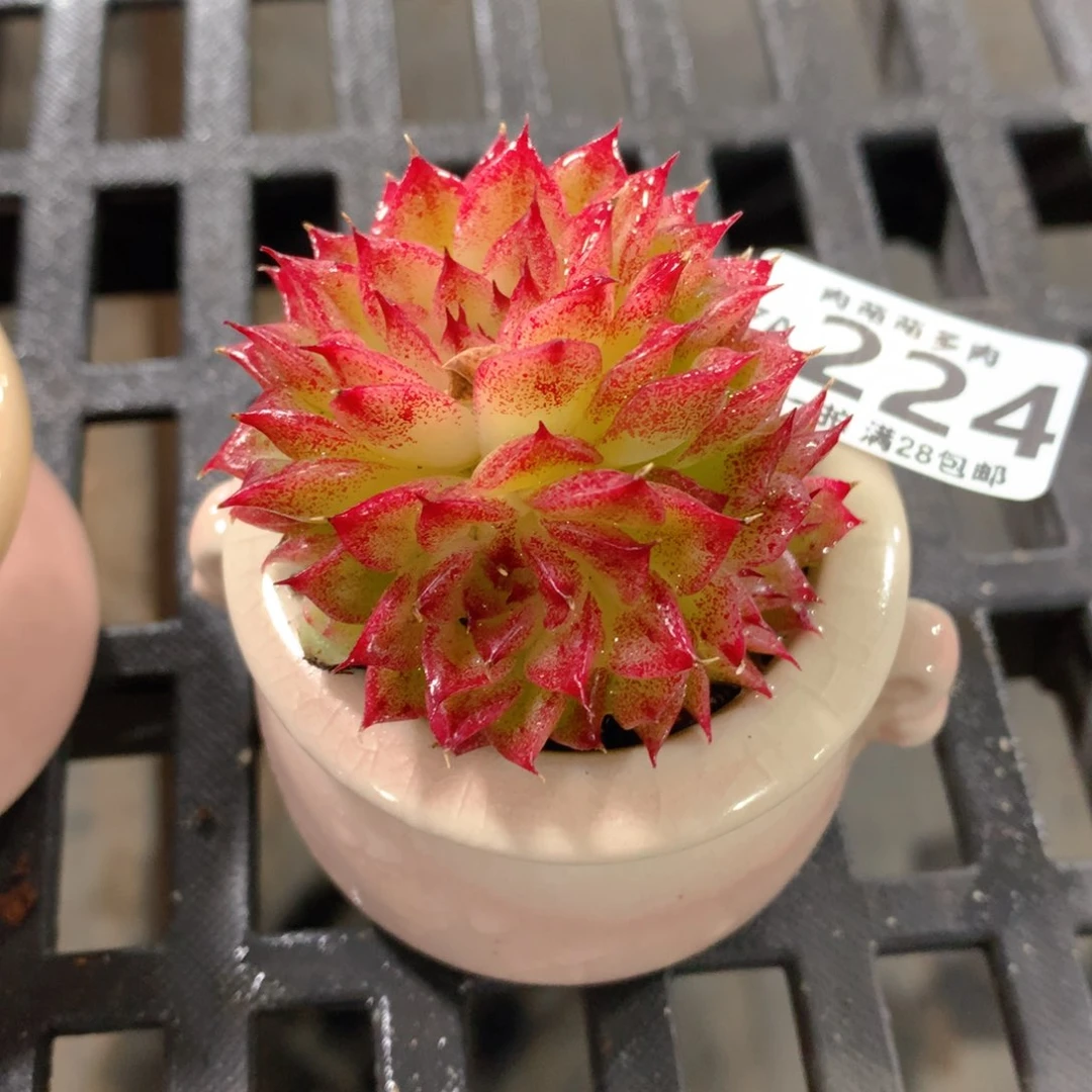 肉萌萌拇指盆精控多肉ZA224