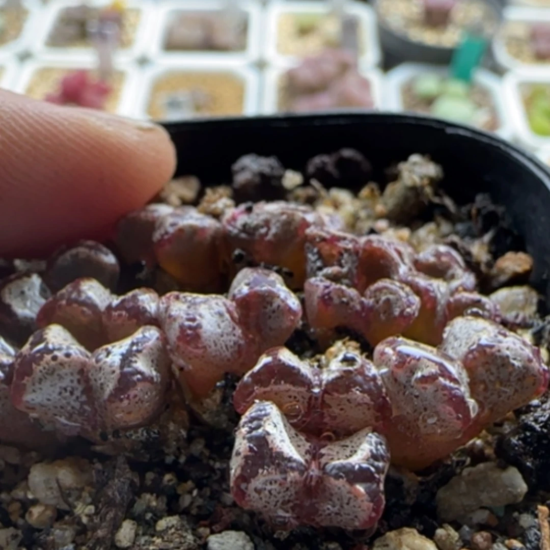 【闪购商品】S***）15286