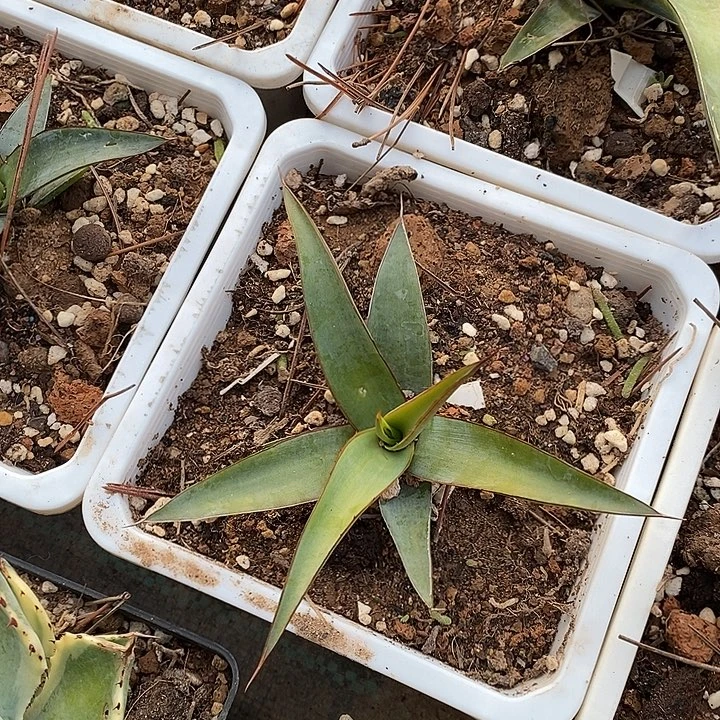 完美主义者勿拍印花龙