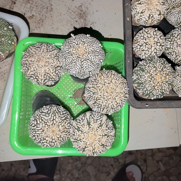 完全开放尼*特价1 60