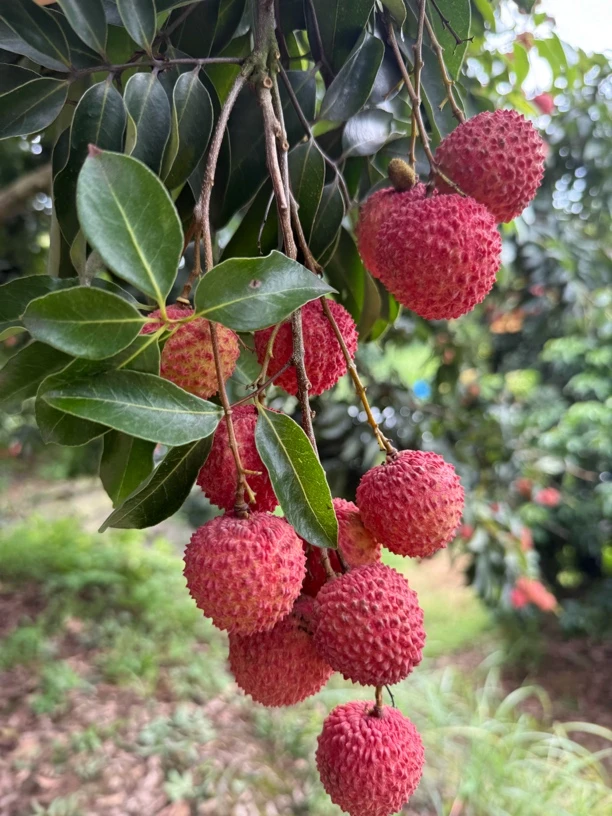正宗合江荔枝带绿妃子笑大红枹仙进奉观音绿