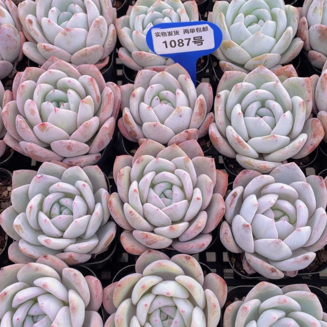 1087号全状态嫦娥单头一个