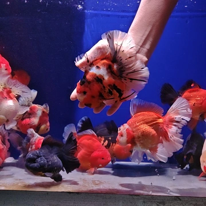 海水鱼泰狮胡三金鱼精品