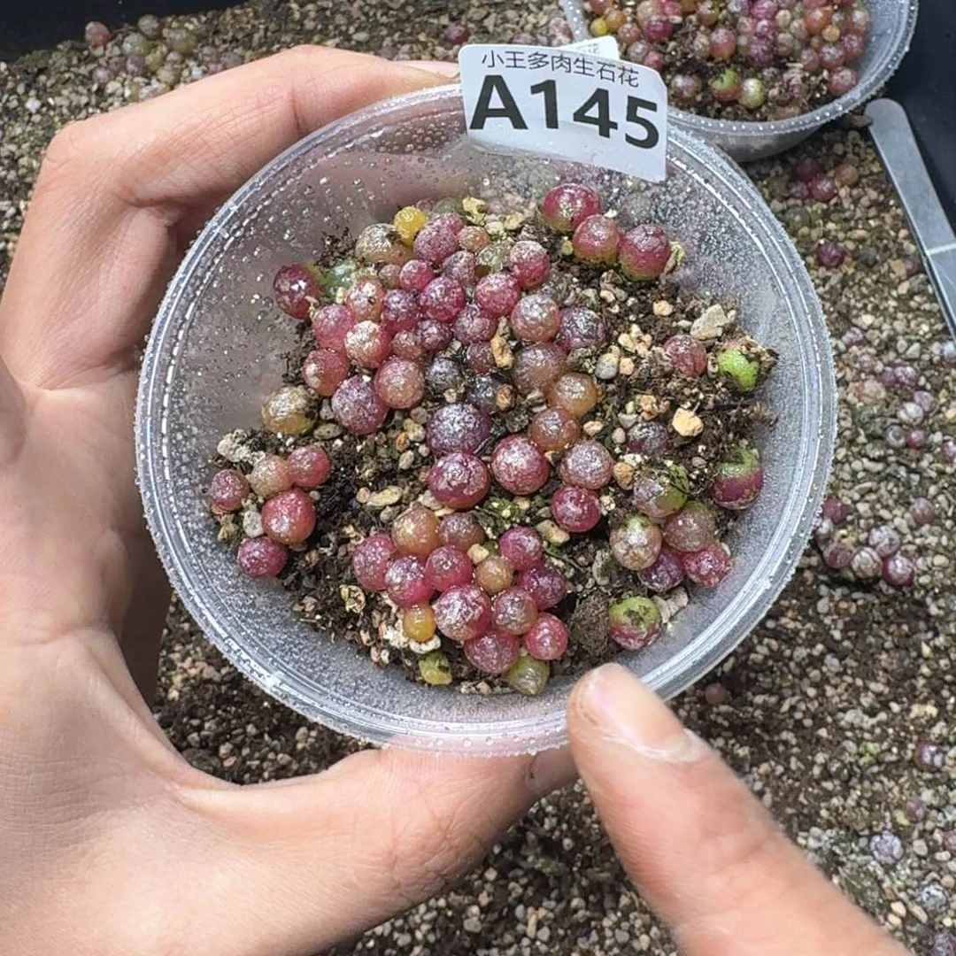 A145。小灯泡一盒。多肉植物