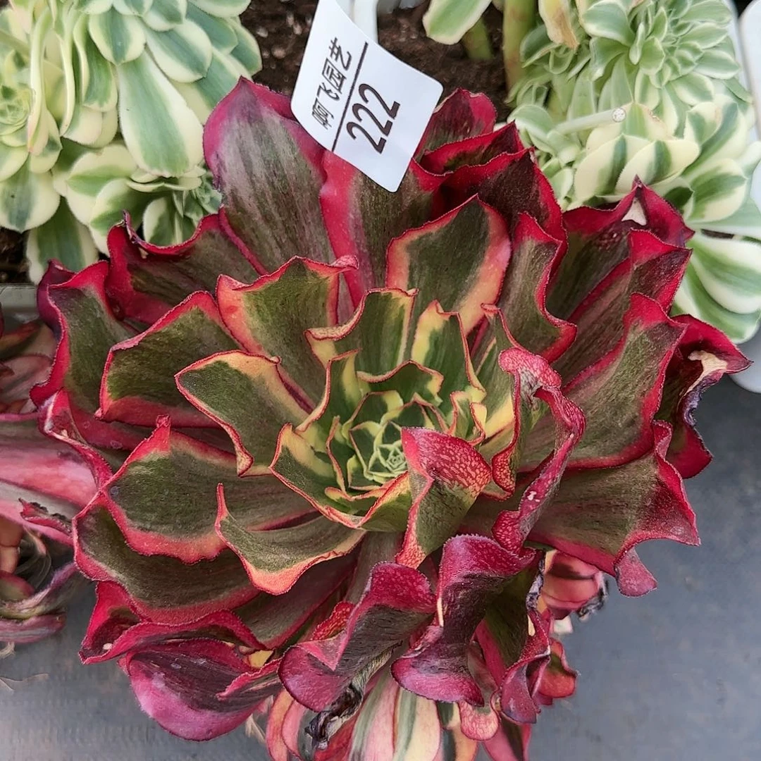 一**油222多肉 魅影 寄养法师