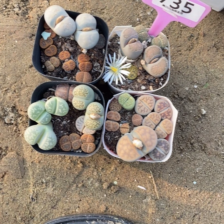 A***。生石花等植物的生长735