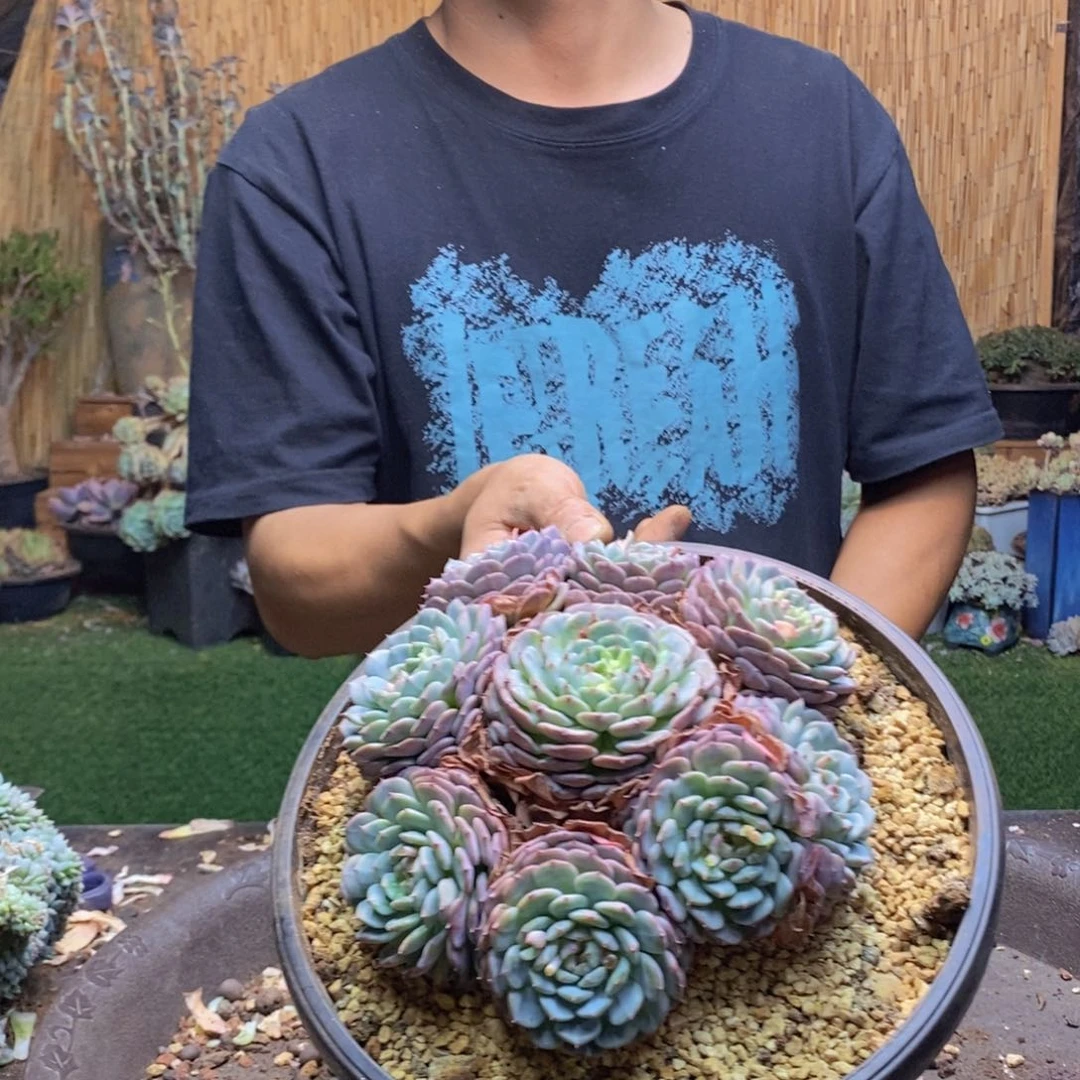 诺*838 号白胖子多肉