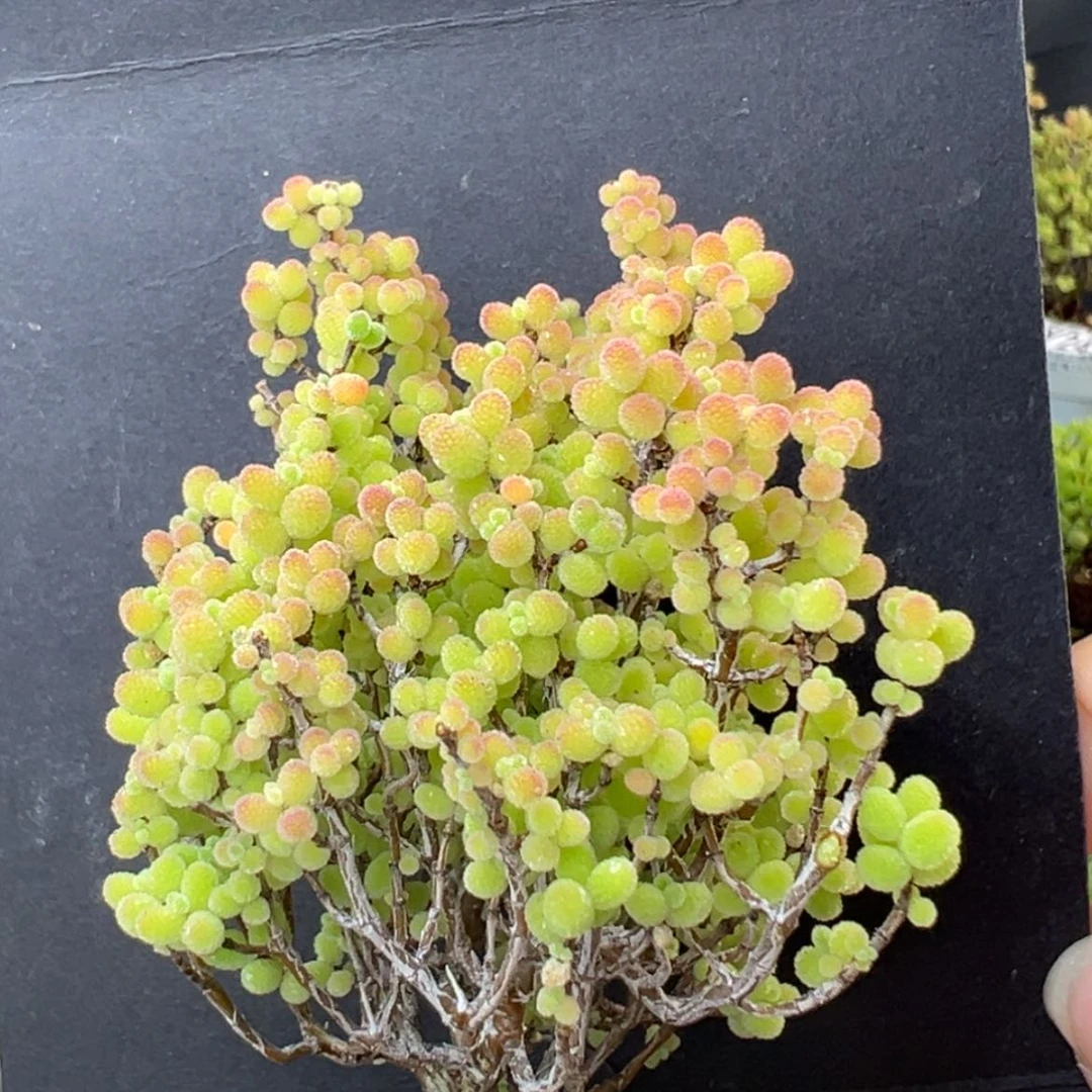 【闪购商品】精控dy2487蜜橘糖球