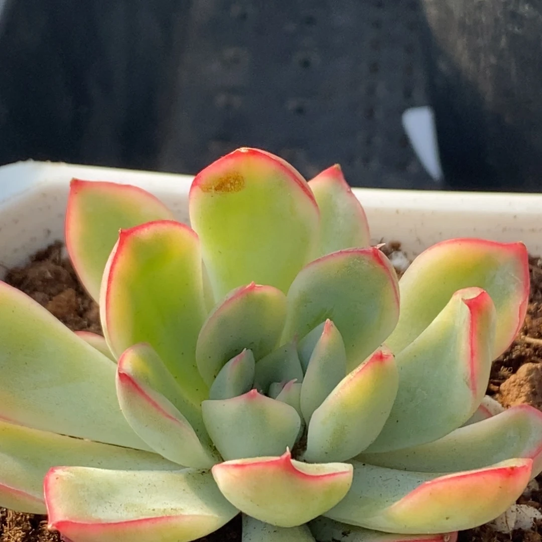 690荷花花锦福伦锦