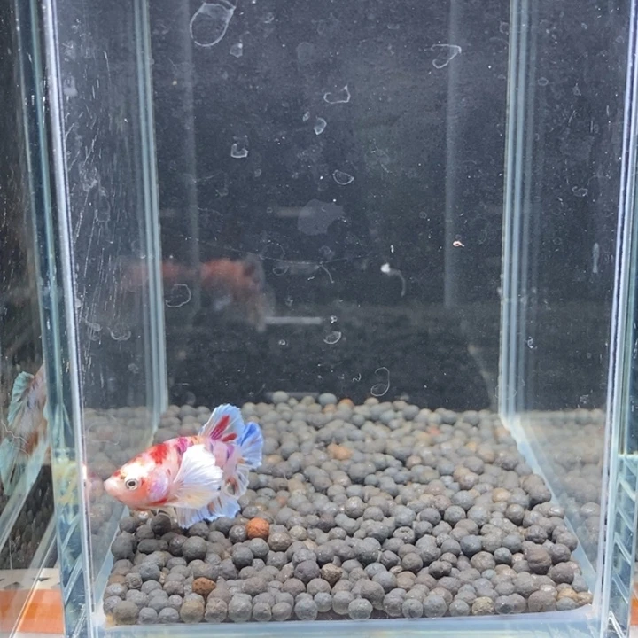 斗鱼泰国斗鱼259号