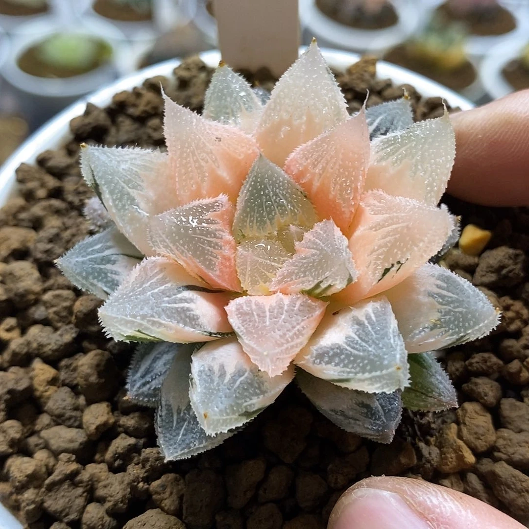 65白帝城哈哈哈哈哈