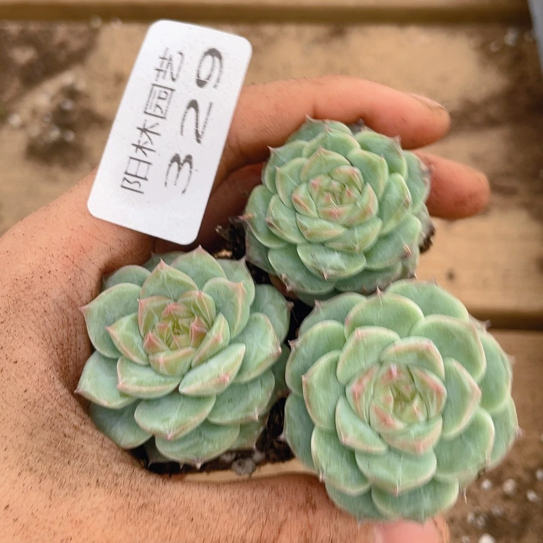 量拍多肉植物多肉植物329