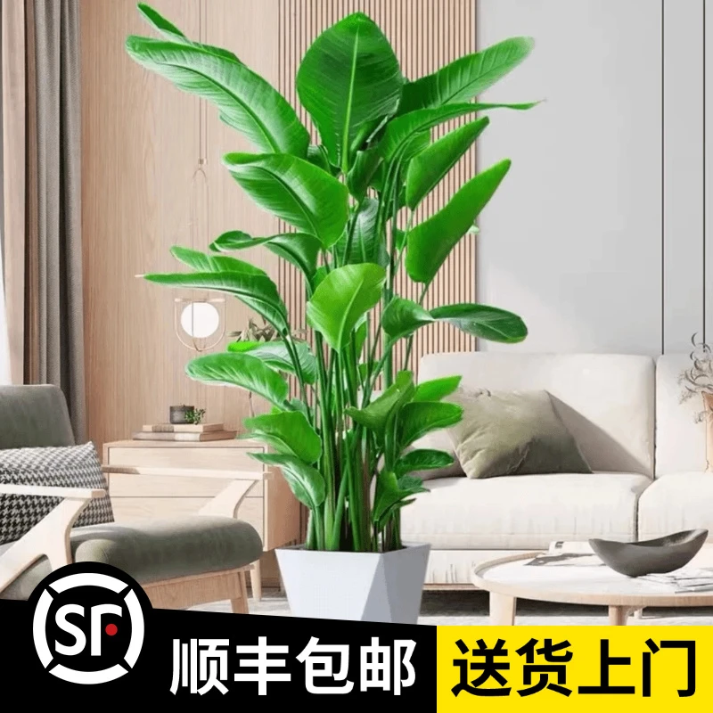 1.5-1.7米【5A天堂鸟】6株苗(顺丰包邮)大型落地绿植办公室植物盆栽