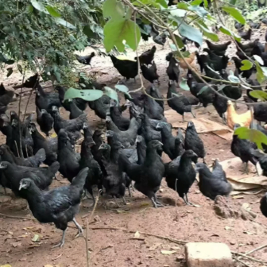 【宠物鸡】五黑未开产下母鸡 顺丰包邮