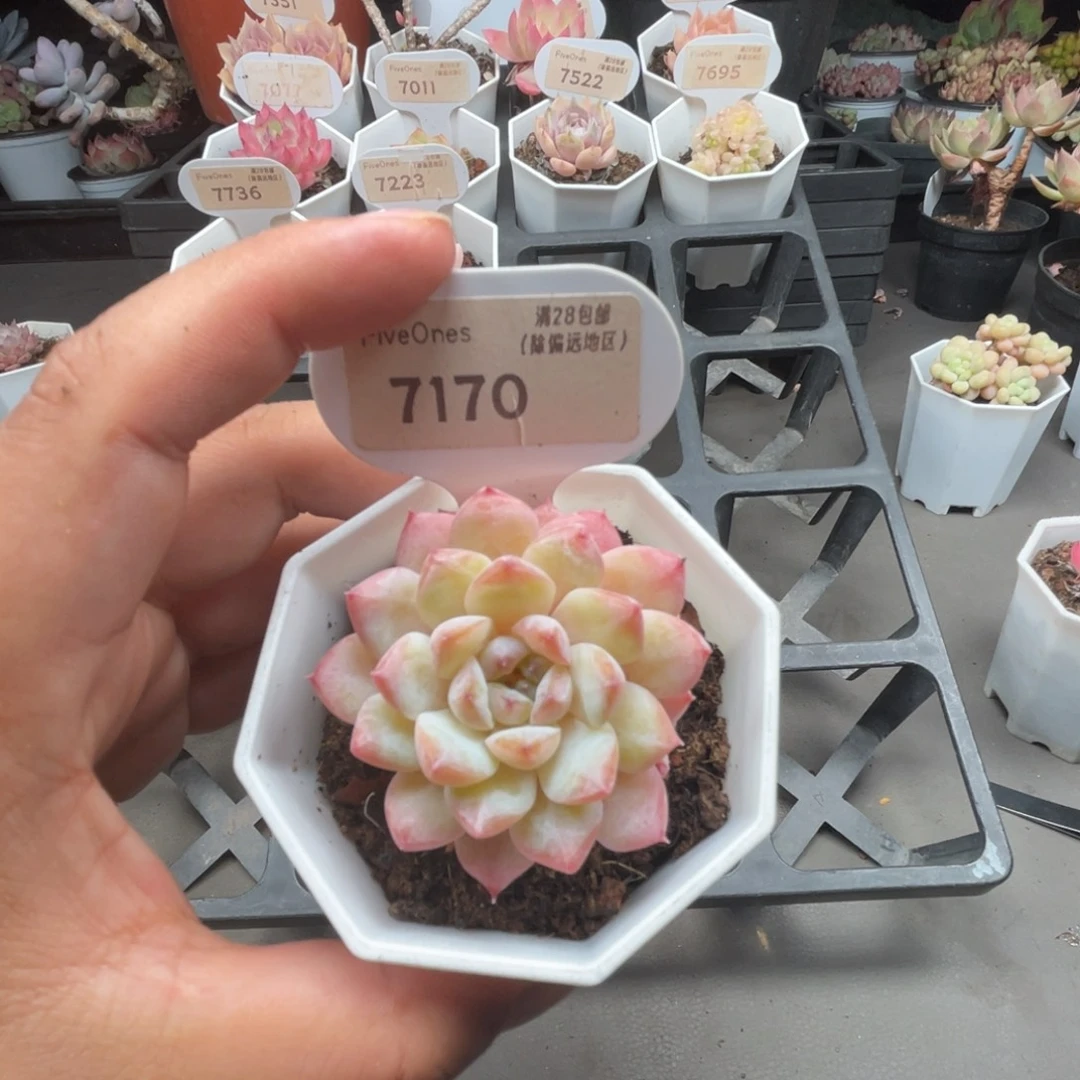 7170冰葡萄5.0厘米