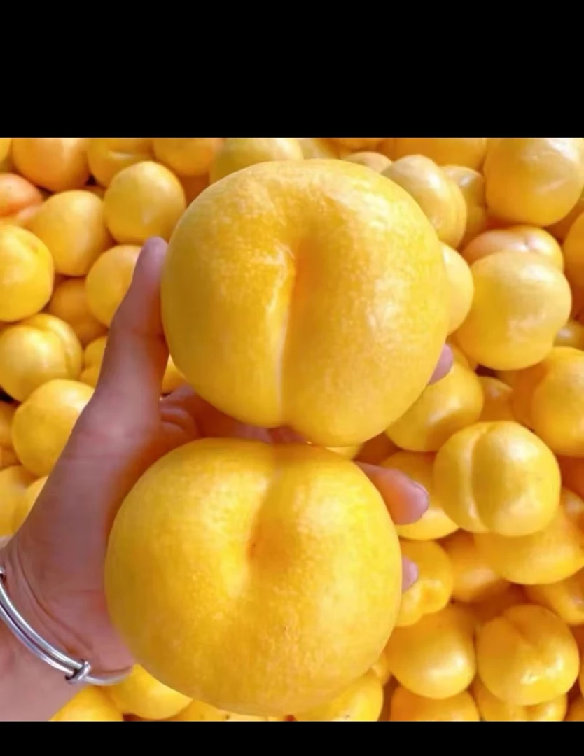山东蒙阴新鲜当季现摘黄桃蜜桃脆甜多汁甜香浓郁