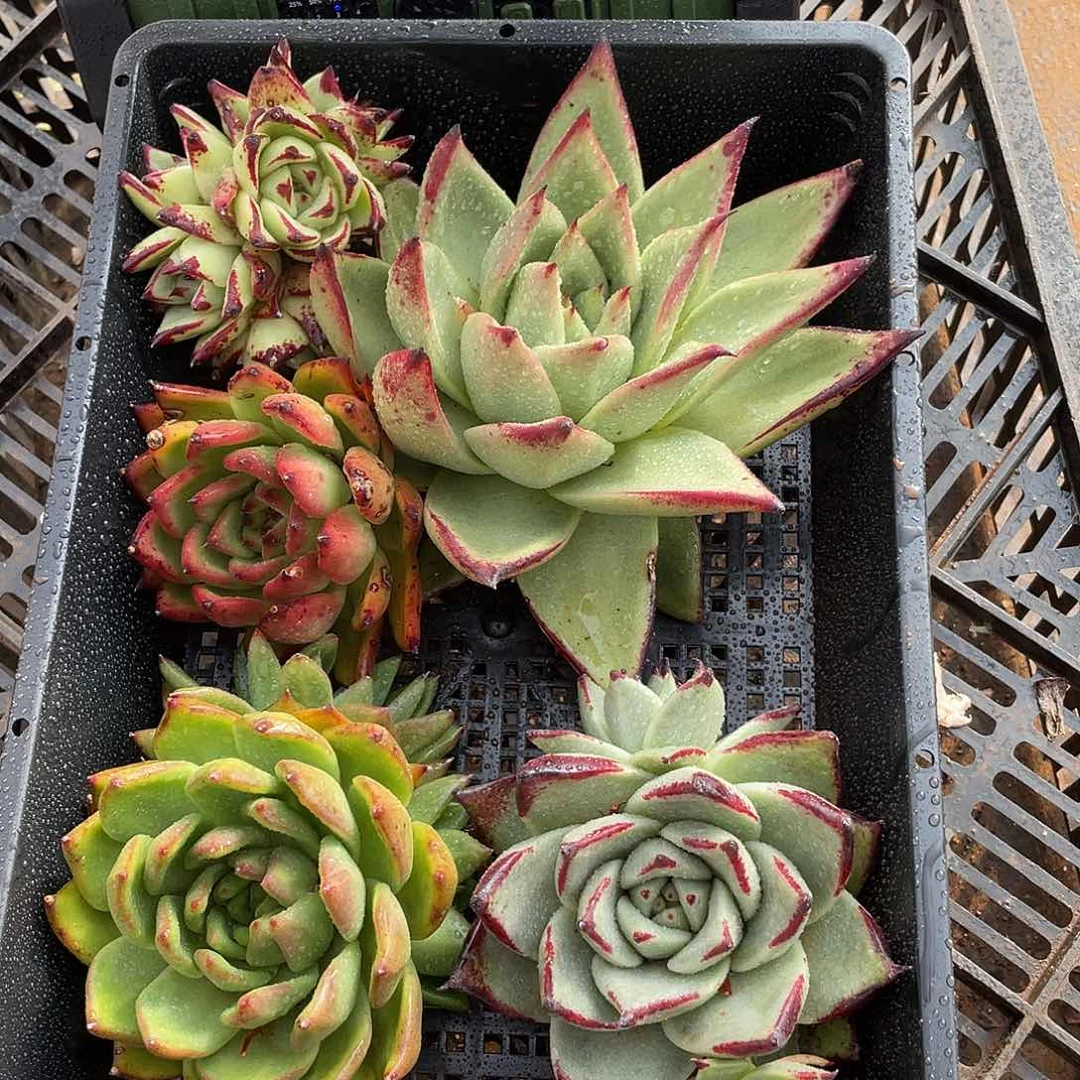 若如东云组拍730