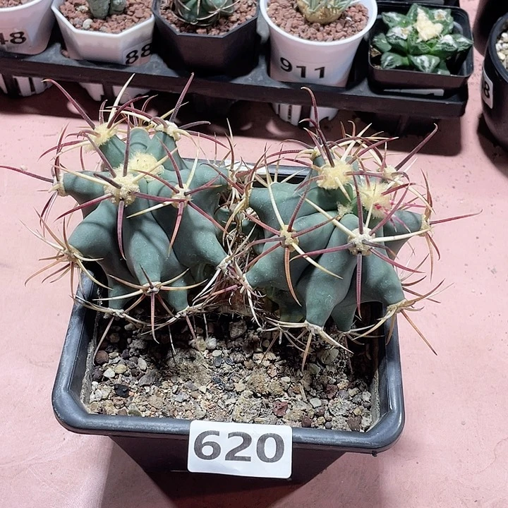 620超大双头姜守玉