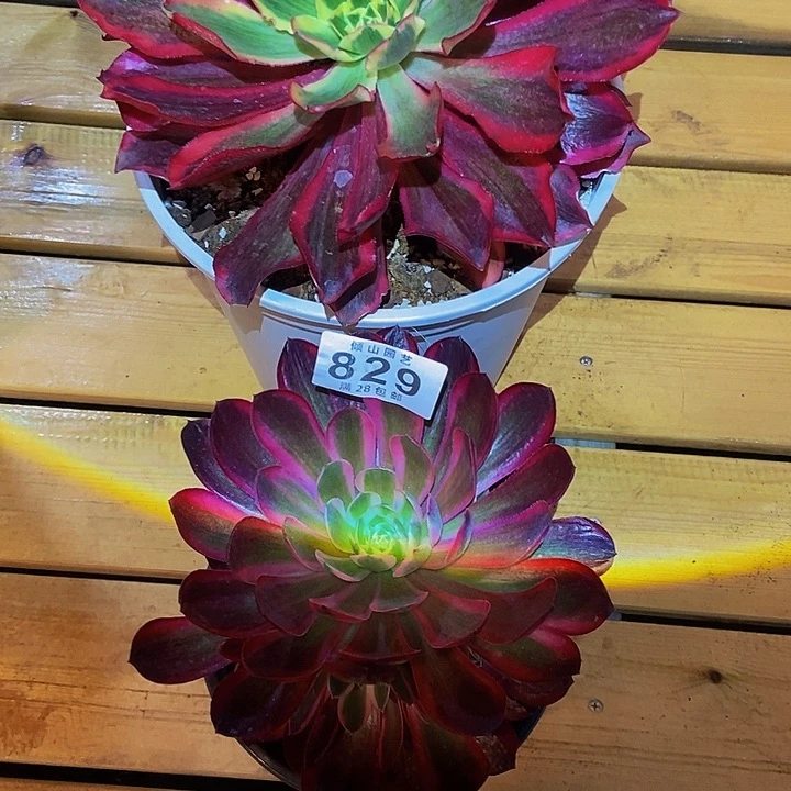 寂**敌829号多肉植物两颗