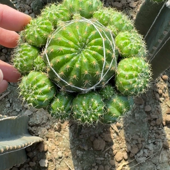 322量天尺嫁接丽花脱土发货