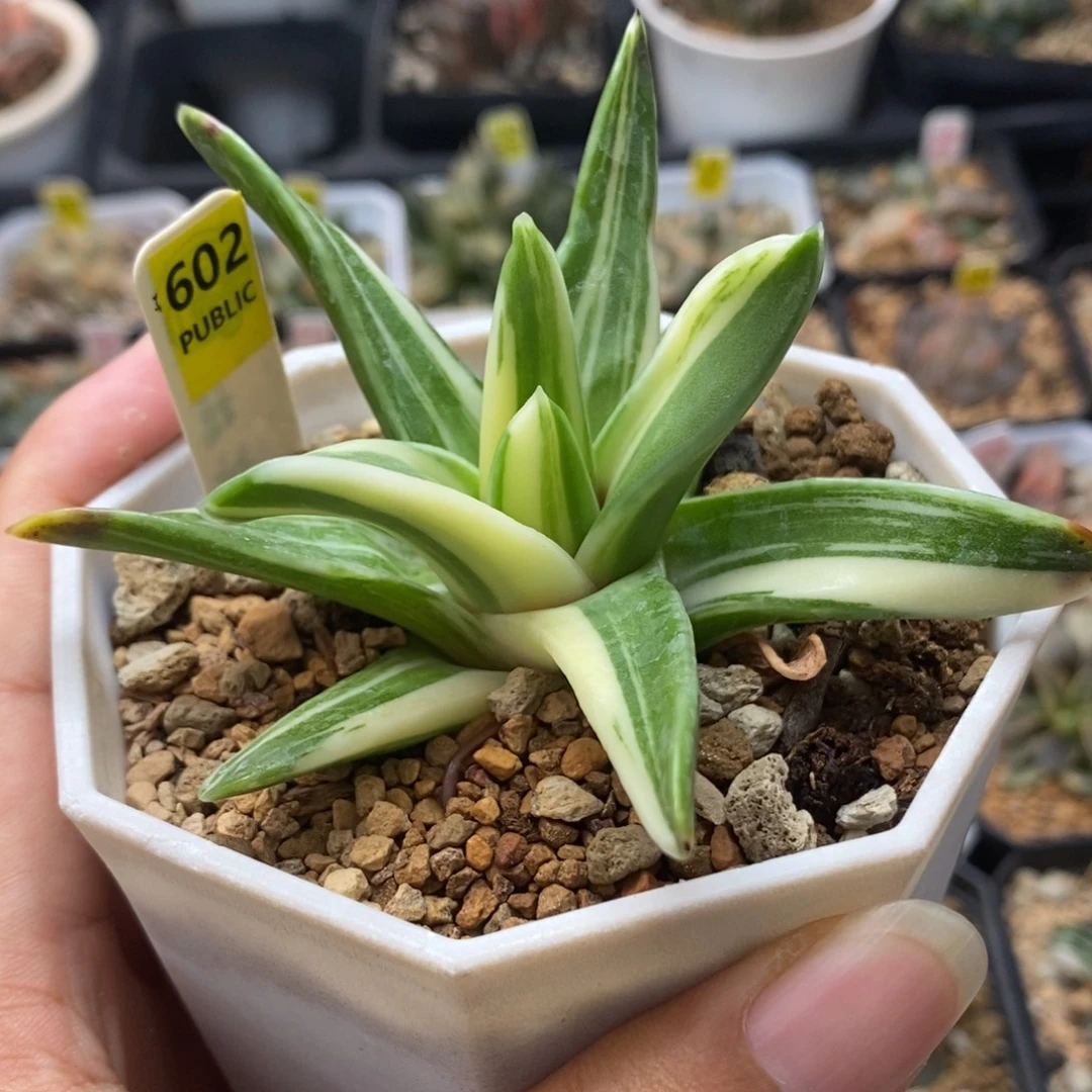 602瑞鹤锦一物一拍